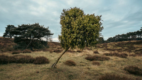 Trees on field against sky