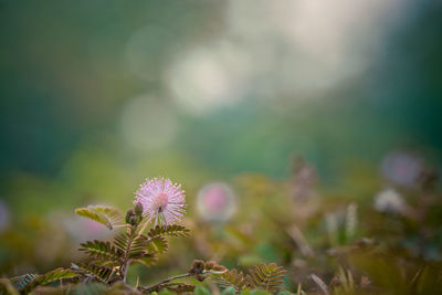 Close-up of flowering plant on field