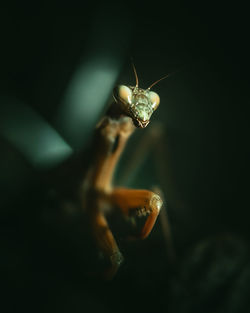 Mantis in close up and huge bokeh