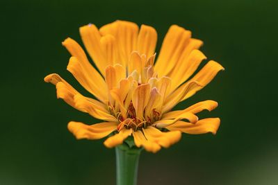 Close-up of yellow cosmos blooming outdoors