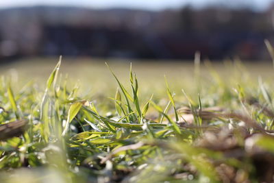 Close-up of grass growing in field