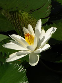 Close-up of lotus water lily in pond