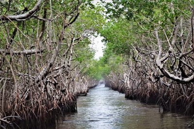 River amidst trees in forest
