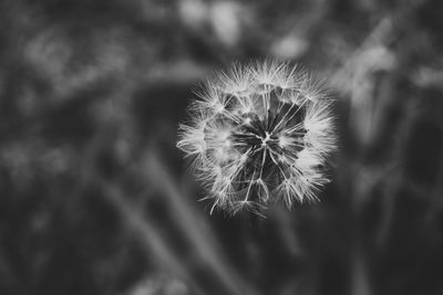 Close-up of dandelion flower
