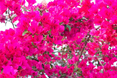 Close-up of pink flowering tree