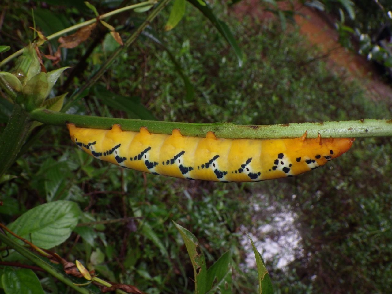 animals in the wild, animal themes, wildlife, one animal, leaf, plant, insect, close-up, nature, growth, butterfly - insect, focus on foreground, beauty in nature, butterfly, forest, selective focus, green color, animal markings, day, outdoors