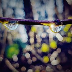 Close-up of water drop on leaf