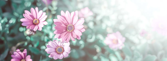 Close-up of pink flowering plant