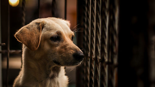 Close-up of dog