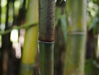 Close-up of bamboo plant