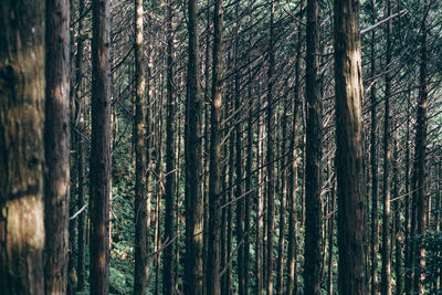 Trees in forest