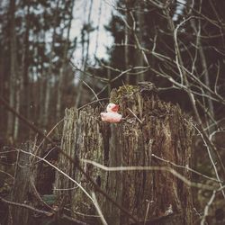 Low angle view of rubber duck on tree stump