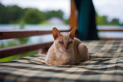 Portrait of cat sitting outdoors