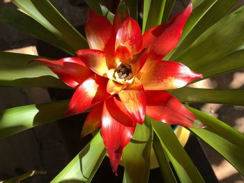 Close-up of bee pollinating flower