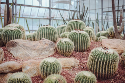 Close-up of cactus in greenhouse