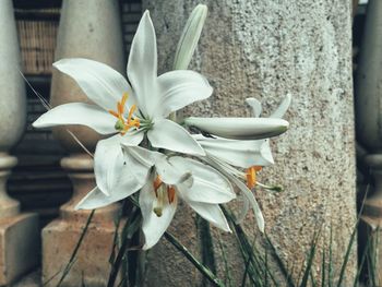 Close-up of white flowering plant