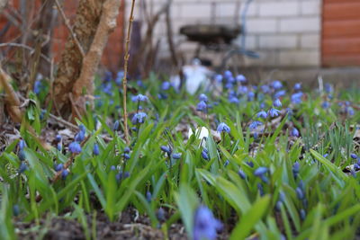 Close-up of purple crocus flowers on field