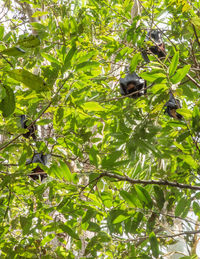 Low angle view of monkey on tree