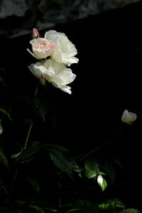 Close-up of white flowers blooming outdoors