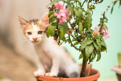 Close-up of cat on plant