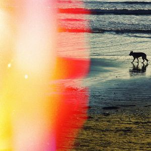 View of dog in water at sunset