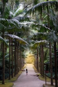 Rear view of woman walking under palm trees