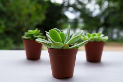 Close-up of potted plant on table