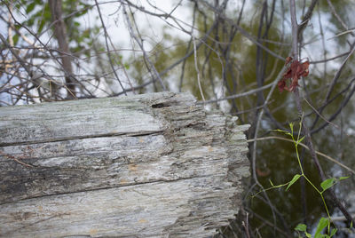 Close-up of lizard on tree trunk