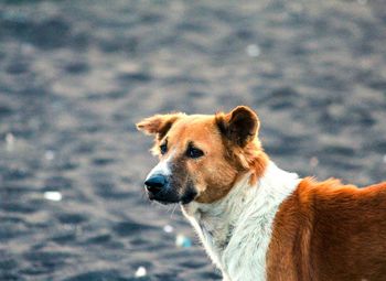 Dog in water