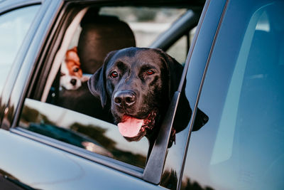Close-up portrait of dog in car