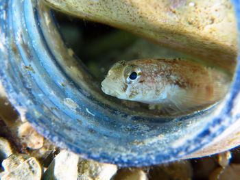 Close-up of fish swimming in sea