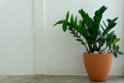 Close-up of potted plant on table against wall