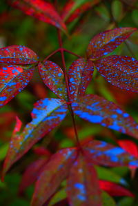 Close-up of water drops on red flowers