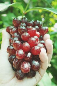 Close-up of red berries