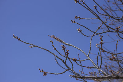 Low angle view of flowering plants against clear blue sky