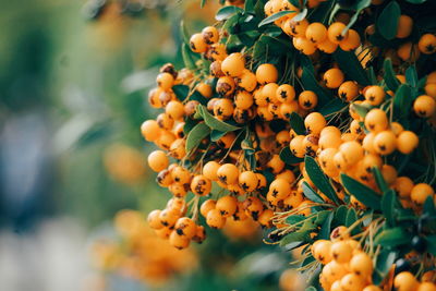 Close-up of rowanberry growing on tree