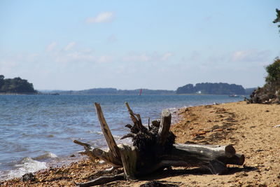 Driftwood on beach by sea against sky