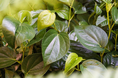 Close-up of fresh green leaves