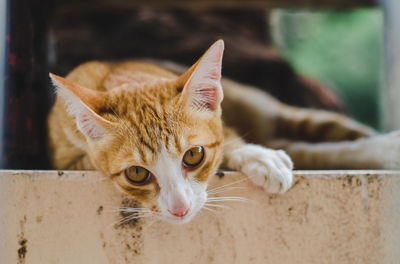 Close-up portrait of a cat