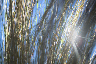 Full frame shot of crops on field