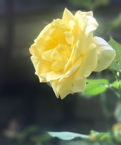 Close-up of yellow rose blooming outdoors