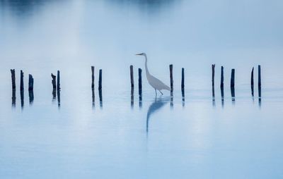 Scenic view of bird in sea