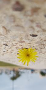 Close-up of yellow flowering plant