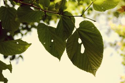 Close-up of leaves