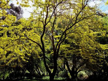 Low angle view of trees in forest