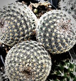 Close-up of succulent plant on field