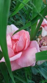 Close-up of pink rose blooming outdoors