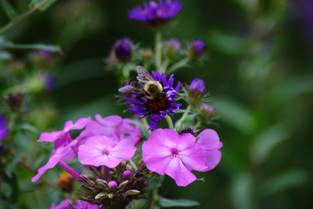 CLOSE-UP OF BEE POLLINATING ON PURPLE FLOWERING