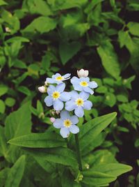 Close-up of white flowering plant