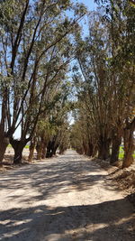 Road amidst trees against sky